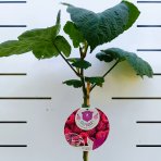 Malina - Malinový medveď (Rubus idaeus x 'Hararasp') ´RASPBEARY´® - výška 50-70 cm, kont. C4L (-24°C) - NA KMIENKU